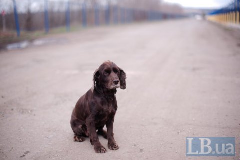 В Ивано-Франковской области мужчина избил собаку, заведено уголовное производство 