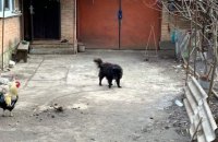 Журналисты показали собаку, которую нардеп Брагар советовал продать для оплаты коммуналки