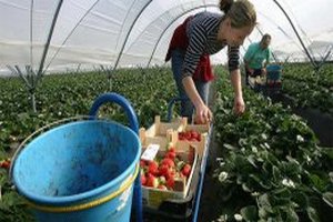 Европейцы массово едут на заработки в Германию