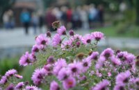 У суботу в Києві до +20 градусів