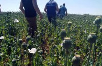 В Полтавской области нашли рекордно большое поле снотворного мака
