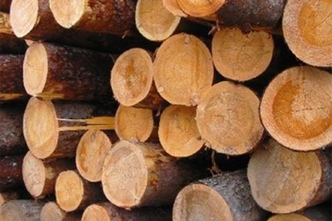 Депутати БПП звинуватили мерів Бучі та Ірпеня в розкраданні лісу під Києвом