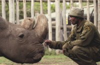 Последний самец северного белого носорога умер в возрасте 45 лет в Кении