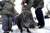 Одесской области угрожает нашествие кабанов
