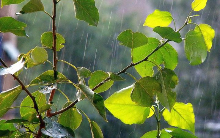 У неділю на значній території Україні очікуються дощі