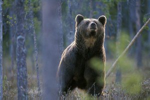 В Прикарпатье мужчина попал в реанимацию после встречи с медведем