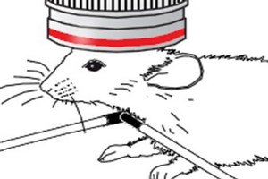 Ученые заглянули внутрь работающего мозга мыши