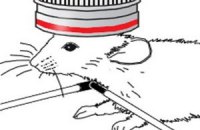 Ученые заглянули внутрь работающего мозга мыши
