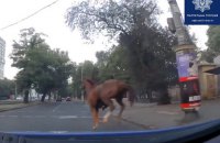 В Одессе патрульные остановили лошадь на скаку