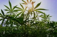 В Днепродзержинске у безработного изъяли 4 кг марихуаны
