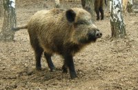 В Україну повернулася африканська чума свиней