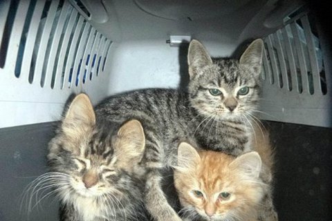В Киевской области девушка заморила голодом более 20 домашних животных