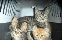 В Киевской области девушка заморила голодом более 20 домашних животных