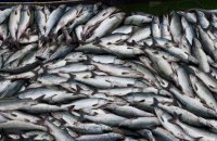 ​Україна розірвала угоду з Росією щодо рибного господарства