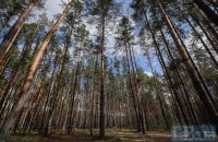 Лісові фермери: тепер це реально