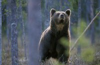 За последние 40 лет на Земле вдвое уменьшилось число диких животных