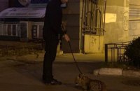 В Киеве заметили мужчину с леопардом на поводке