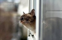 В Херсоне котов признали частью экосистемы города