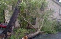В Одессе непогода ломает деревья и переворачивает автомобили