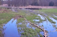У Польщі прикордонники завадили прориву понад 200 нелегалів із Білорусі