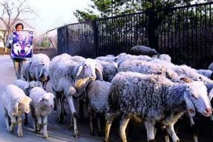 Украина ограничила ввоз скота из ЕС из-за неизвестного заболевания