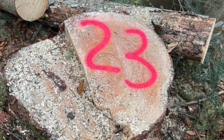 На Буковині колишнього лісничого підозрюють у незаконних рубках на понад 7 млн грн