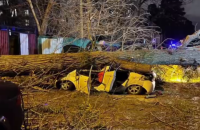У Києві сильний вітер повалив дерево на авто з людьми