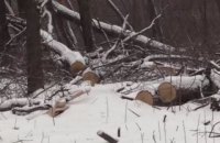 Під Волновахою знищили дубів на 7,5 млн гривень