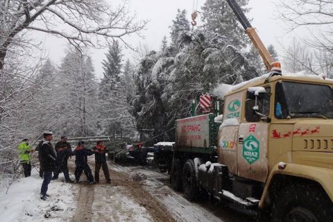 В Ивано-Франковской области срубили главную елку страны