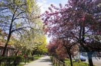 В Ужгороді зацвіли сакури. Фоторепортаж 