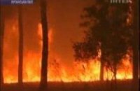 Из-за лесного пожара в Луганской области эвакуировали детский лагерь 