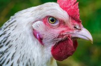 Євросоюз відновив мита на яйця і цукор з України