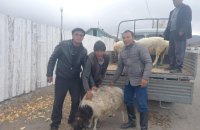 ​​У Туві за кожного мобілізованого чоловіка видають по живому барану 