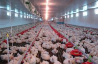 У Київській області сталася пожежа на птахофабриці