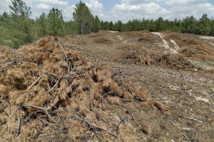 Кабмин назначил руководителя Гослесагентства