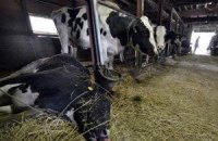 В зоне вокруг "Фукусимы" уничтожат весь скот и птицу