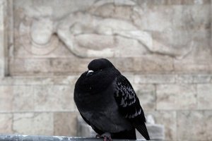В Женеве будут бороться с засильем голубей