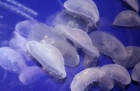 Нашествие медуз остановило работу двух энергоблоков шотландской АЭС