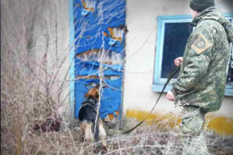 Полицейская собака помогла найти 13-летнего пропавшего мальчика 