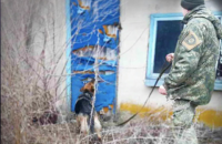 Поліцейський собака допоміг знайти 13-річного зниклого хлопчика