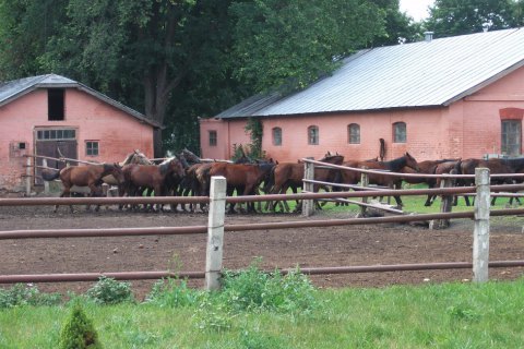 Директора государственного конезавода под Миргородом задержали за махинации с землей