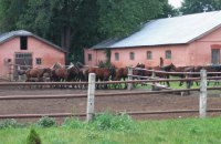 Директора государственного конезавода под Миргородом задержали за махинации с землей