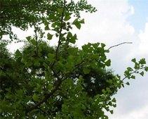 Днепропетровские ЖЭКи обяжут заключать договоры на снос деревьев