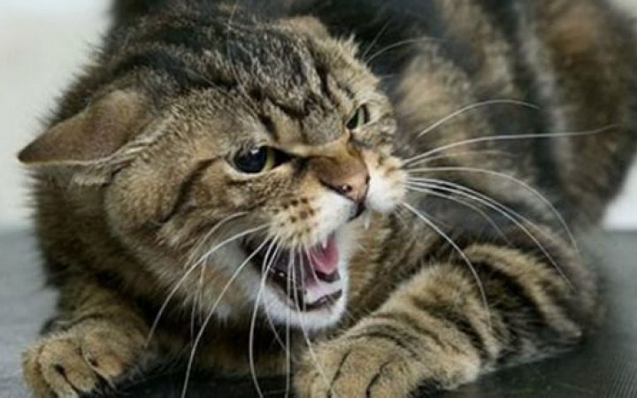 У Києві на Печерську зафіксували випадок сказу у безпритульного кота