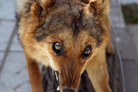 В Николаевской области после укуса собаки от бешенства умер мужчина 