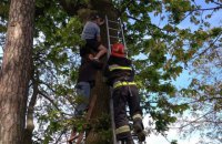 В Ровенской области спасатели сняли с дерева мужчину, который полез за котом, но не смог спуститься