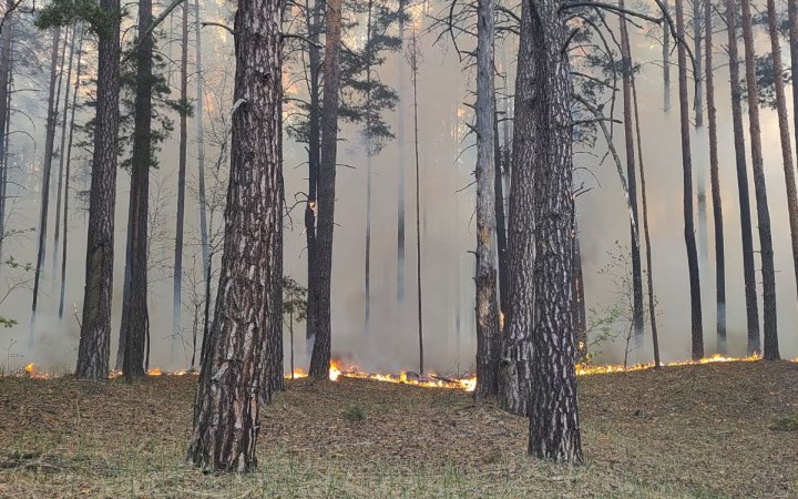 Лісові пожежі на Чернігівщині сягнули 5800 гектарів
