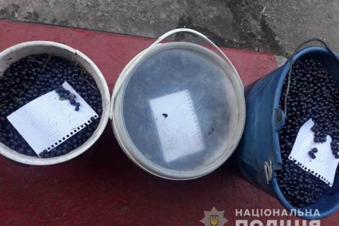 В Чернобыльской зоне снова задержали собирателей черники
