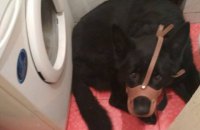 Во Львове женщина натравила собаку на прибывших по ее вызову полицейских