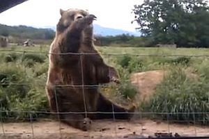Вежливый медведь помахал лапой туристке на прощание